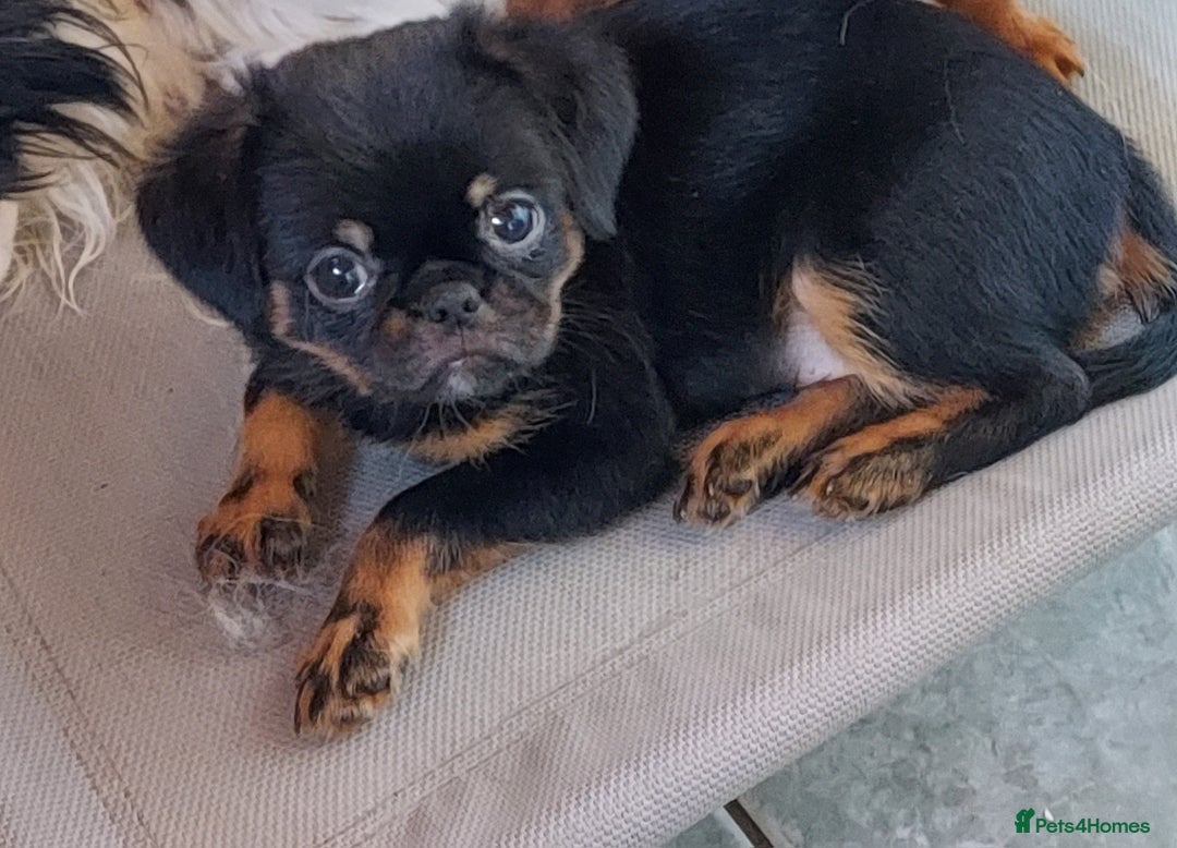 Mixed Breed dogs for sale: Gorgeous Griffychin boy - Image 3