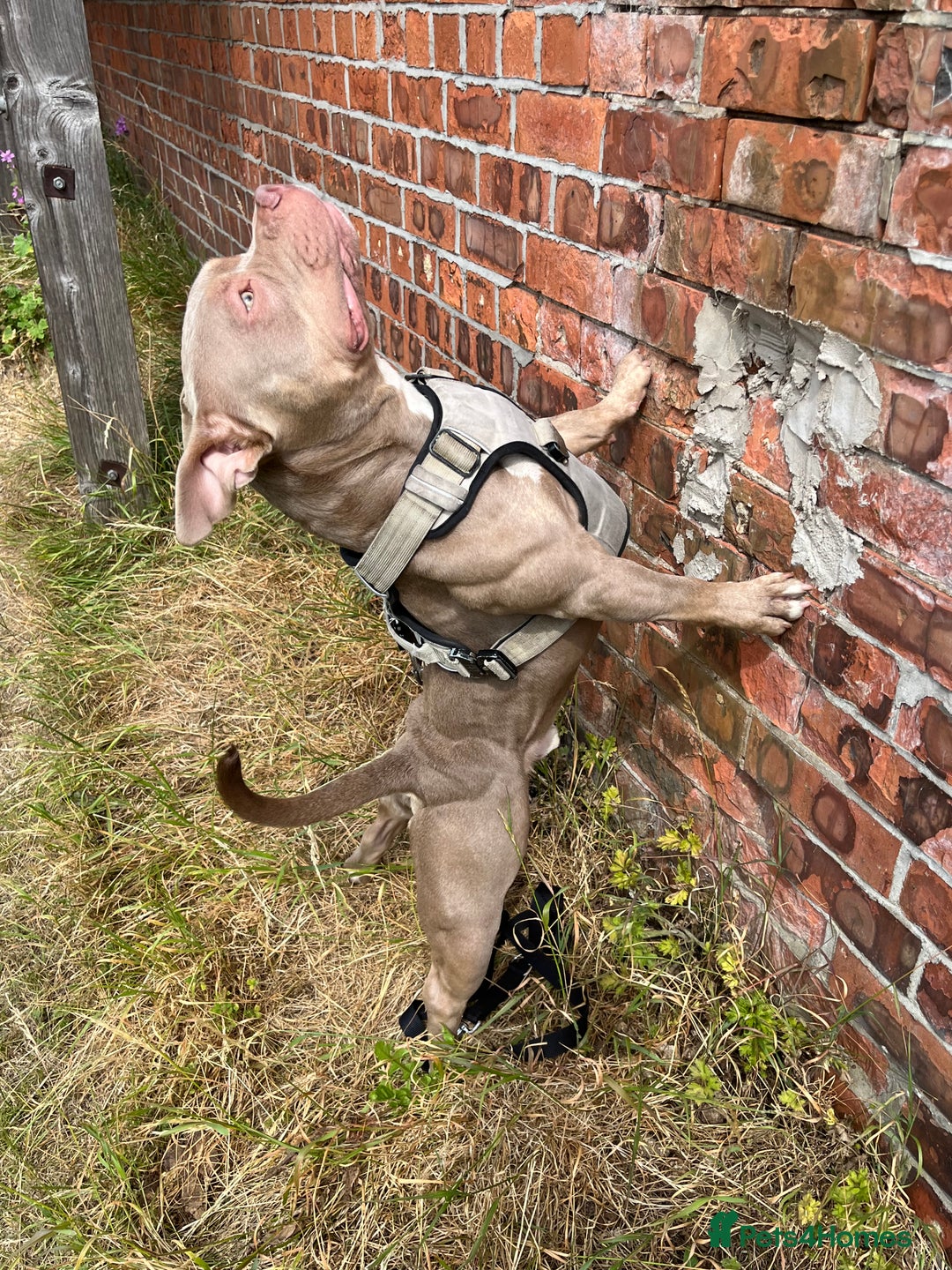 American Bulldog dogs for sale: BEAUTIFUL!! American bulldog for sale - Image 1
