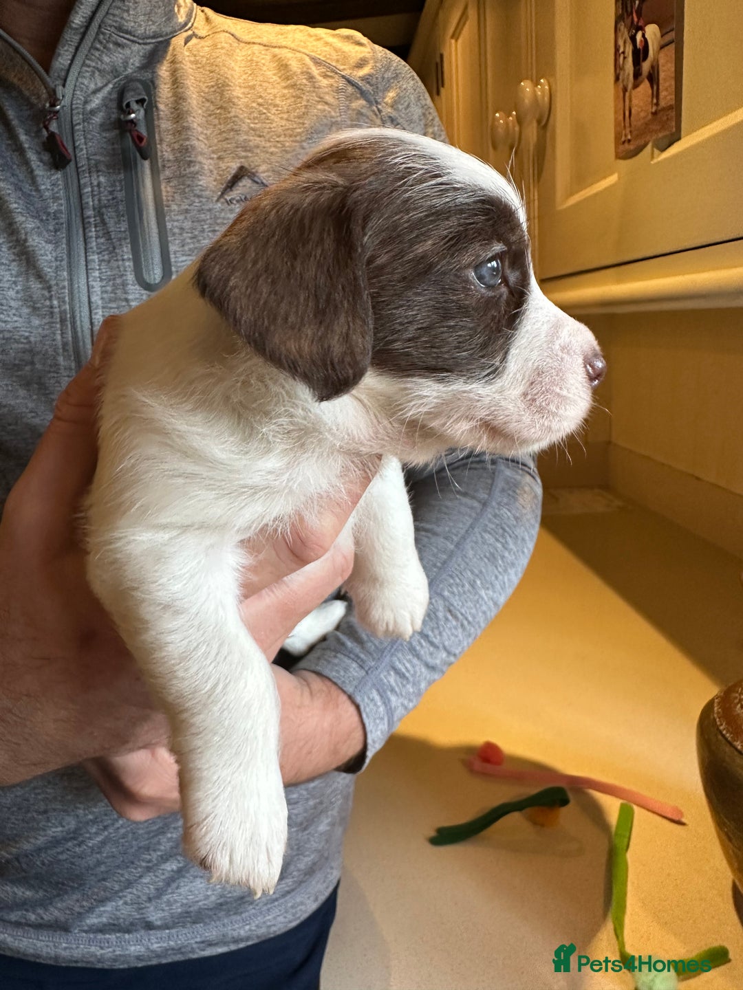 Mixed Breed dogs for sale: SpanielX x Jack Russell - Advert 8