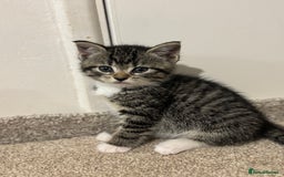 Mixed Breed cats for sale: Adorable tabby kittens - Image 7