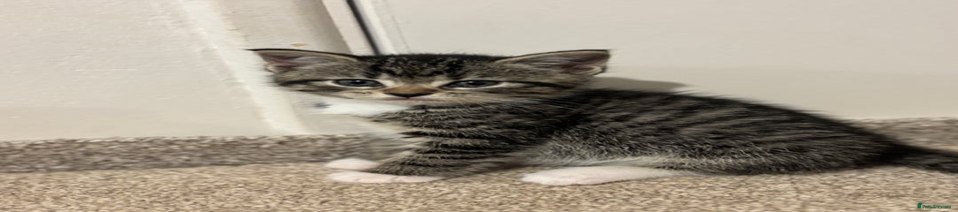 Mixed Breed Kitten 5