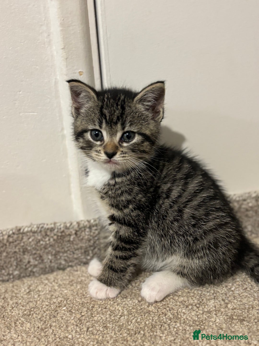 Mixed Breed cats for sale: Adorable tabby kittens - Image 7