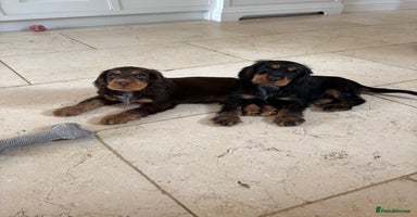 Cocker Spaniel dogs - Advert 13