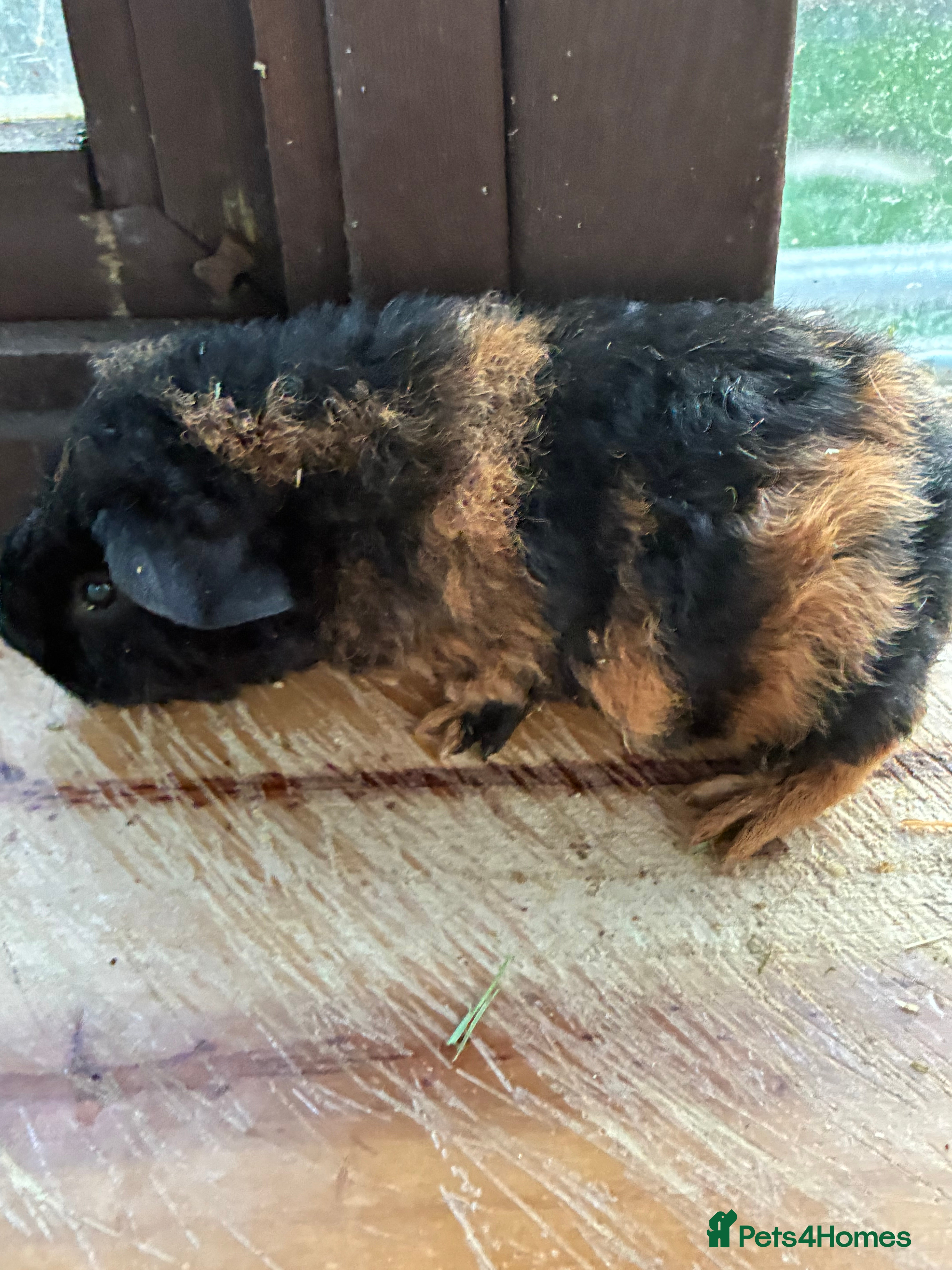 Guinea Pig rodents 1 Male & 1 Female GuinePigs - Advert 6