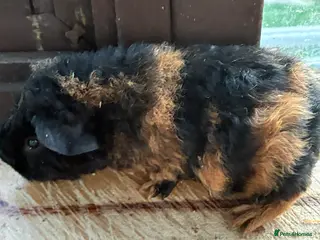 Guinea Pig rodents 1 Male & 1 Female GuinePigs - Advert 6