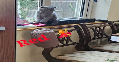 Scottish Fold cats - Advert 11
