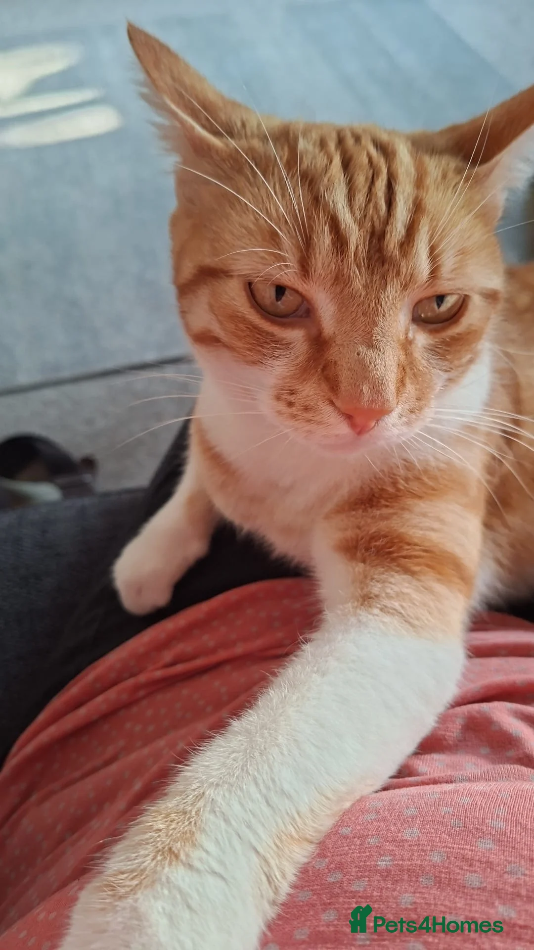 Mixed Breed cats for sale: Ginger mog cat in Bridgnorth - Advert 4