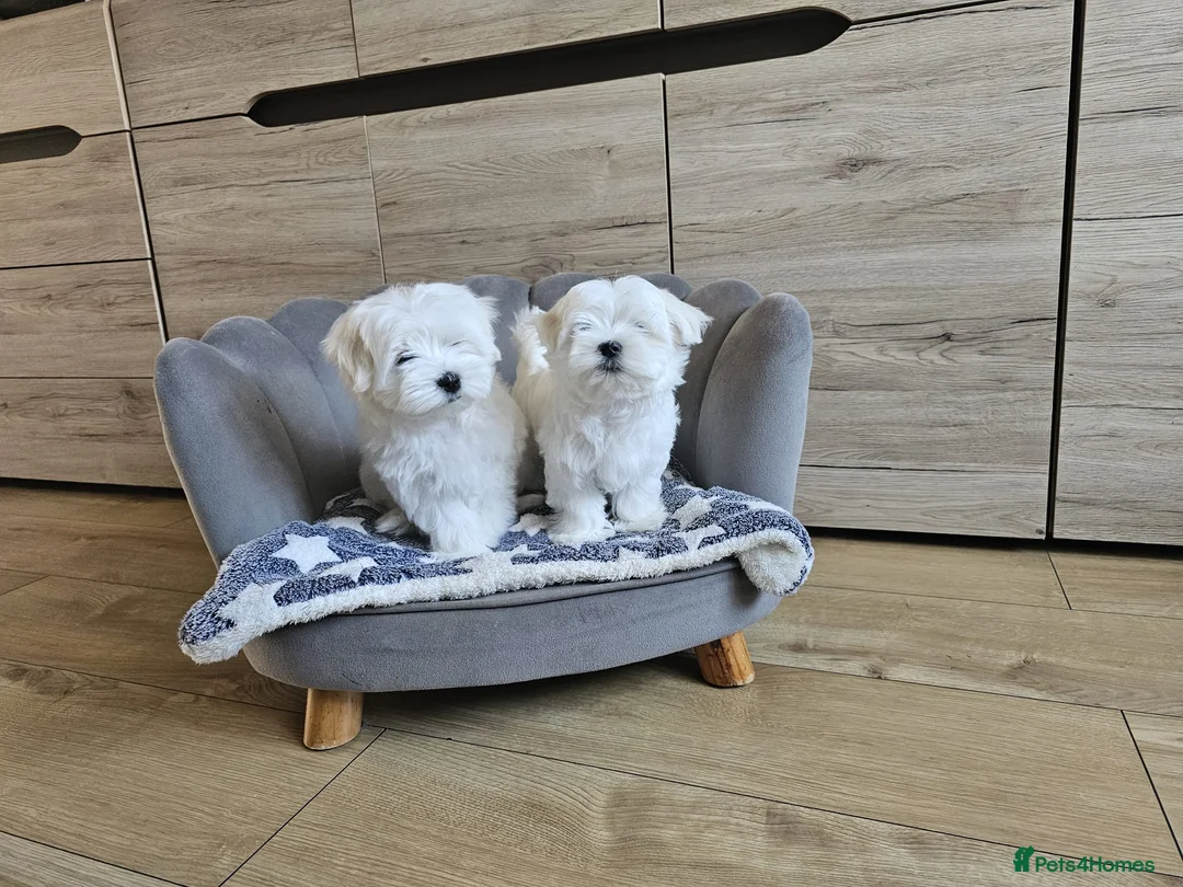 Maltese dogs for sale: Korean Maltese Puppies Available  - Advert 4
