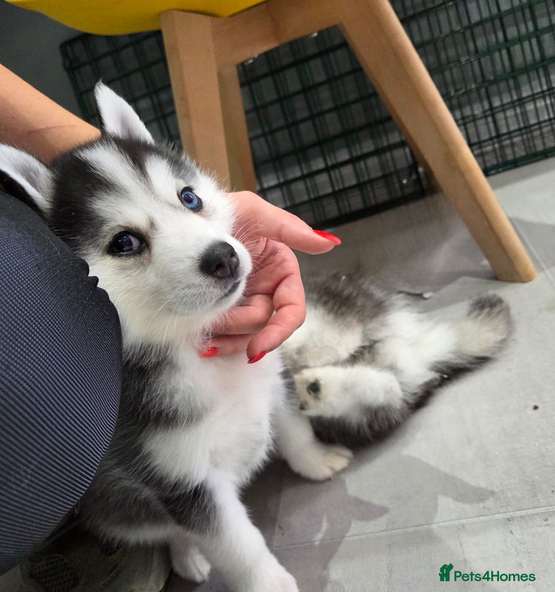 Siberian Husky dogs for sale: Perfect Mini Husky puppies - Image 19