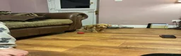 Labrador Retriever dogs for sale: Beautiful KC registered Labrador puppies  in Keighley - Advert 8