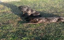 Cane Corso dogs for sale: Cane corso girl pup FULLY VACCINATED  - Image 10