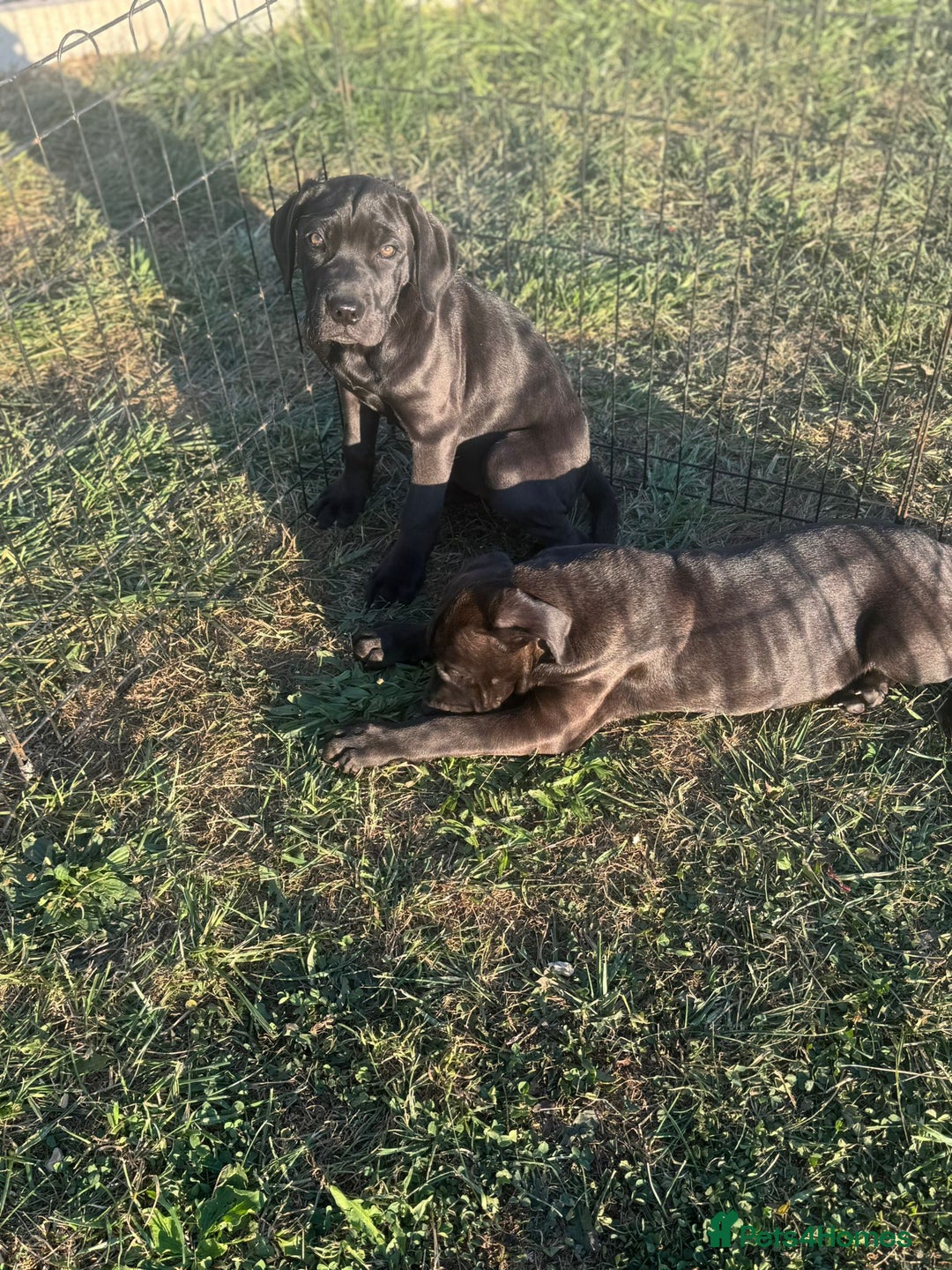 Cane Corso dogs for sale: Cane corso girl pup FULLY VACCINATED  - Image 10