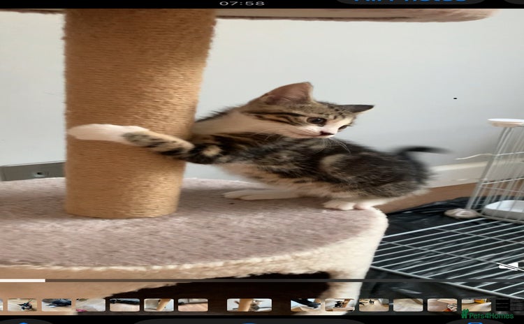 Mixed Breed cats - Advert 1