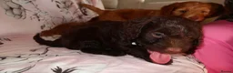 Cockapoo dogs for sale: Beautiful cocker poo puppies available  in Havercroft - Advert 8