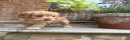 Cockapoo dogs for sale: Beautiful f1 cockerpoos in Middlesbrough - Advert 4