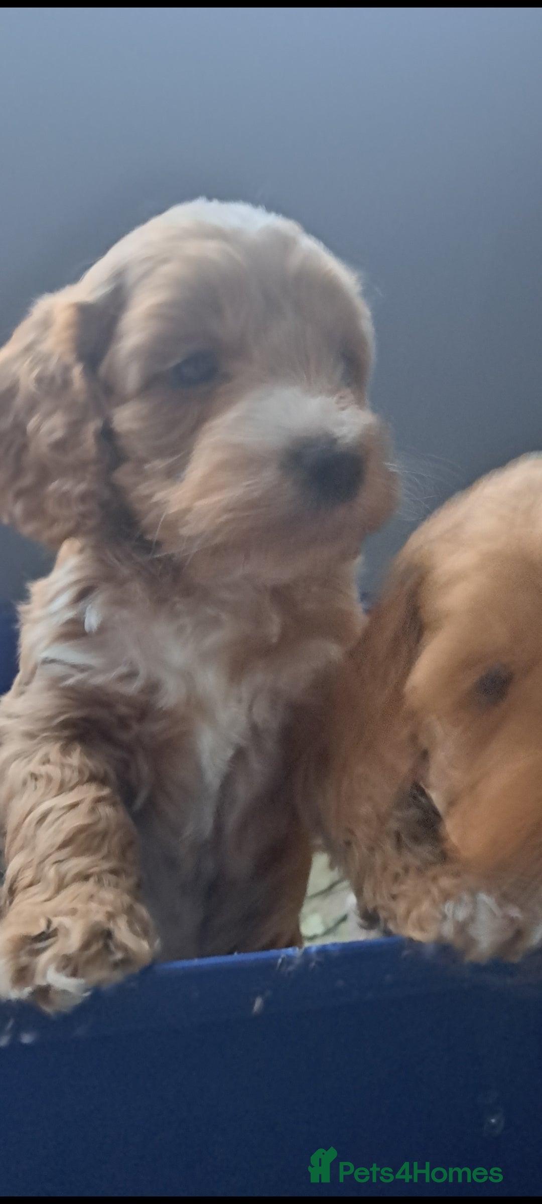 Cockapoo dogs for sale: Beautiful toy cockapoos - Image 7