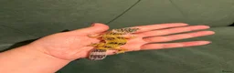 Leopard Gecko reptiles for sale: Leopard gecko babies - Advert 7