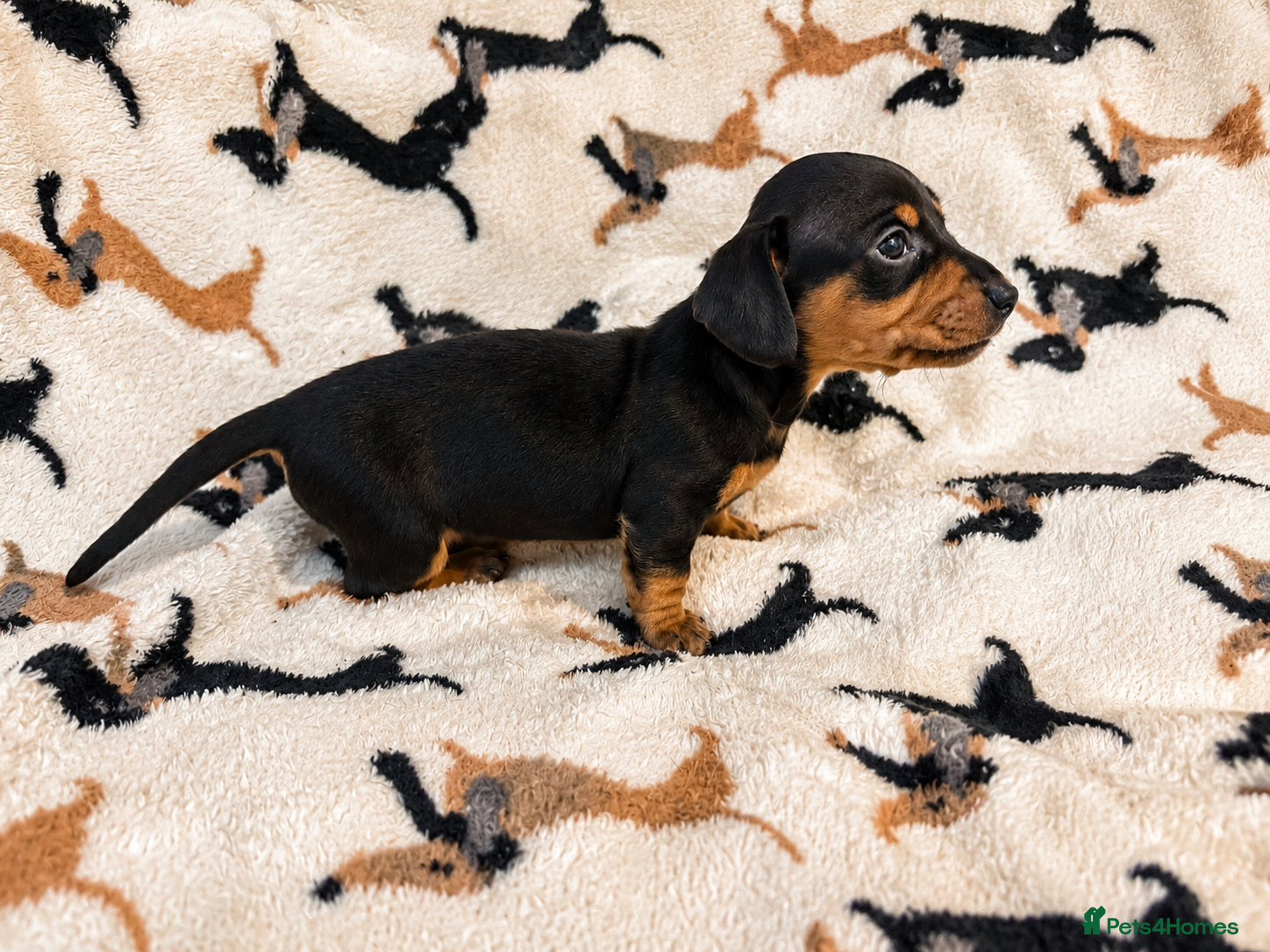 Miniature Dachshund dogs ✨ Last 2 Remaining Miniature Daschund Puppies ✨ - Advert 18