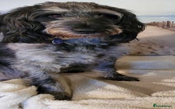Poodle dogs for sale: Fully vaccinated chocolate girl ready now - Image 10
