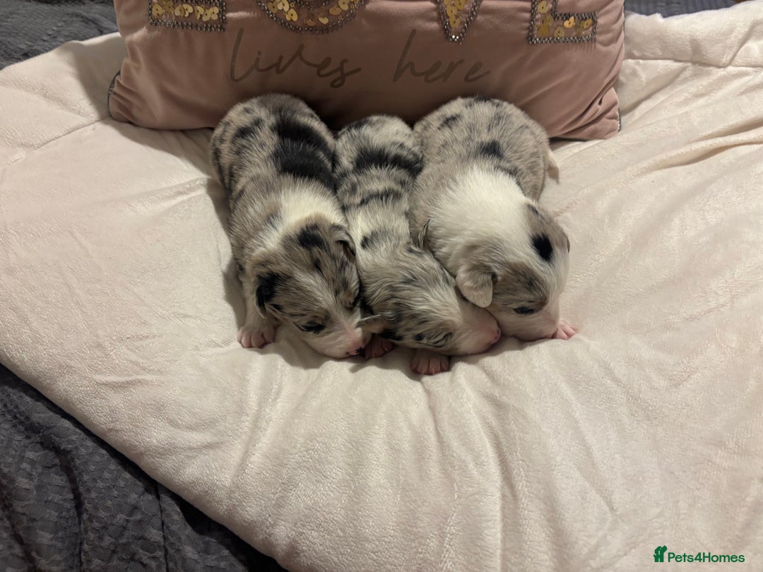 Border Collie dogs for sale: Border collie puppy’s ready to reserve  - Image 22