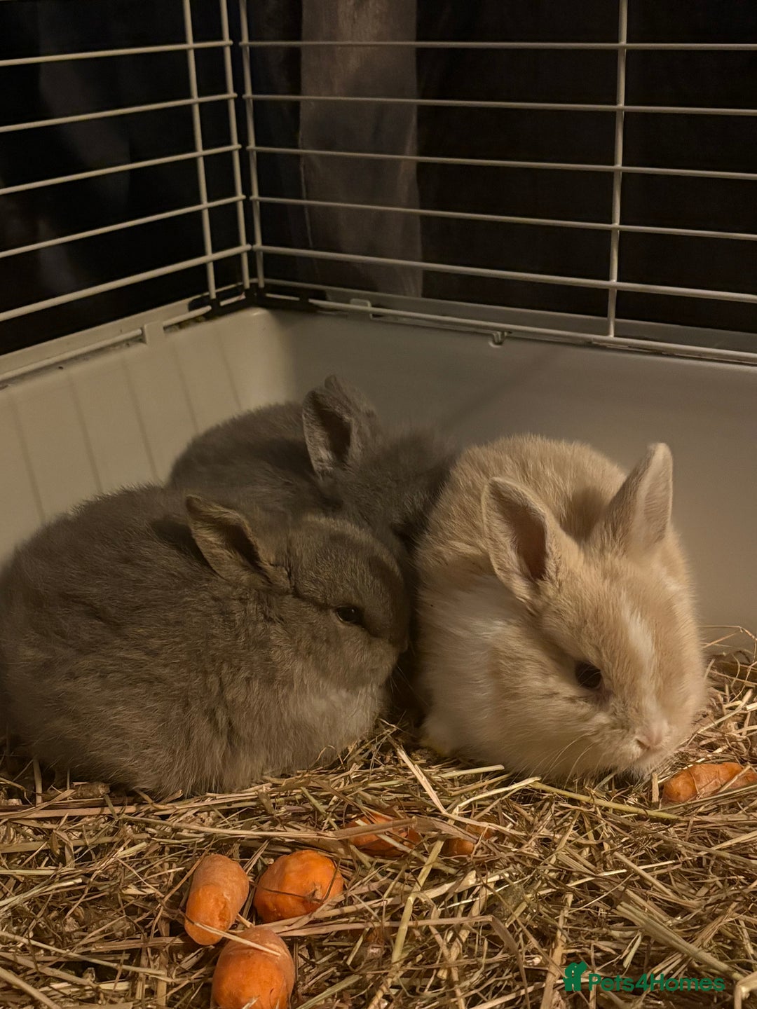 Lionhead rabbits for sale: Lion head cross mini lop  - Advert 1