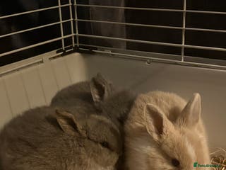 Lionhead rabbits Lion head cross mini lop - Advert 1