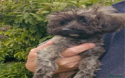 Maltipoo dogs for sale: Very Small Maltipoo Girl Puppy - Image 5