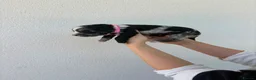 Sproodle dogs for sale: Three Beautiful Girls Remaining F1 Merle Sproodles - Advert 29