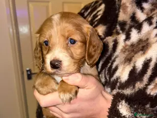 Cockapoo dogs Cockapoo puppies - Advert 1