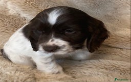 Cocker Spaniel dogs for sale: Adorable show cocker puppies - Image 5