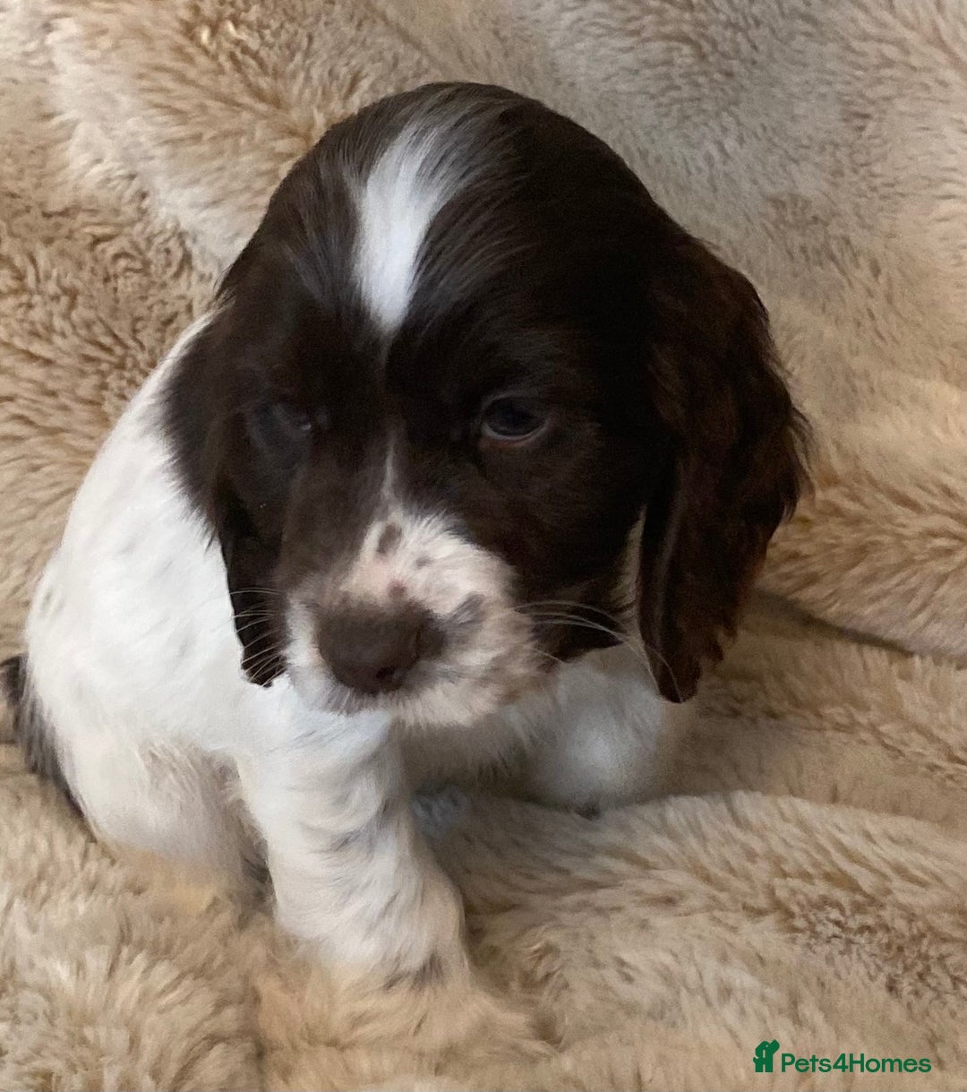 Cocker Spaniel dogs for sale: Adorable show cocker puppies - Image 5