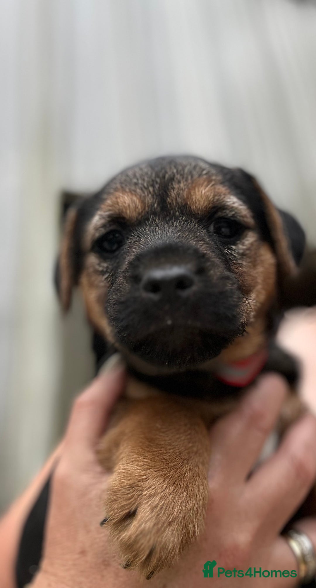 Border Terrier dogs for sale: Border Terrier Pups - Image 8