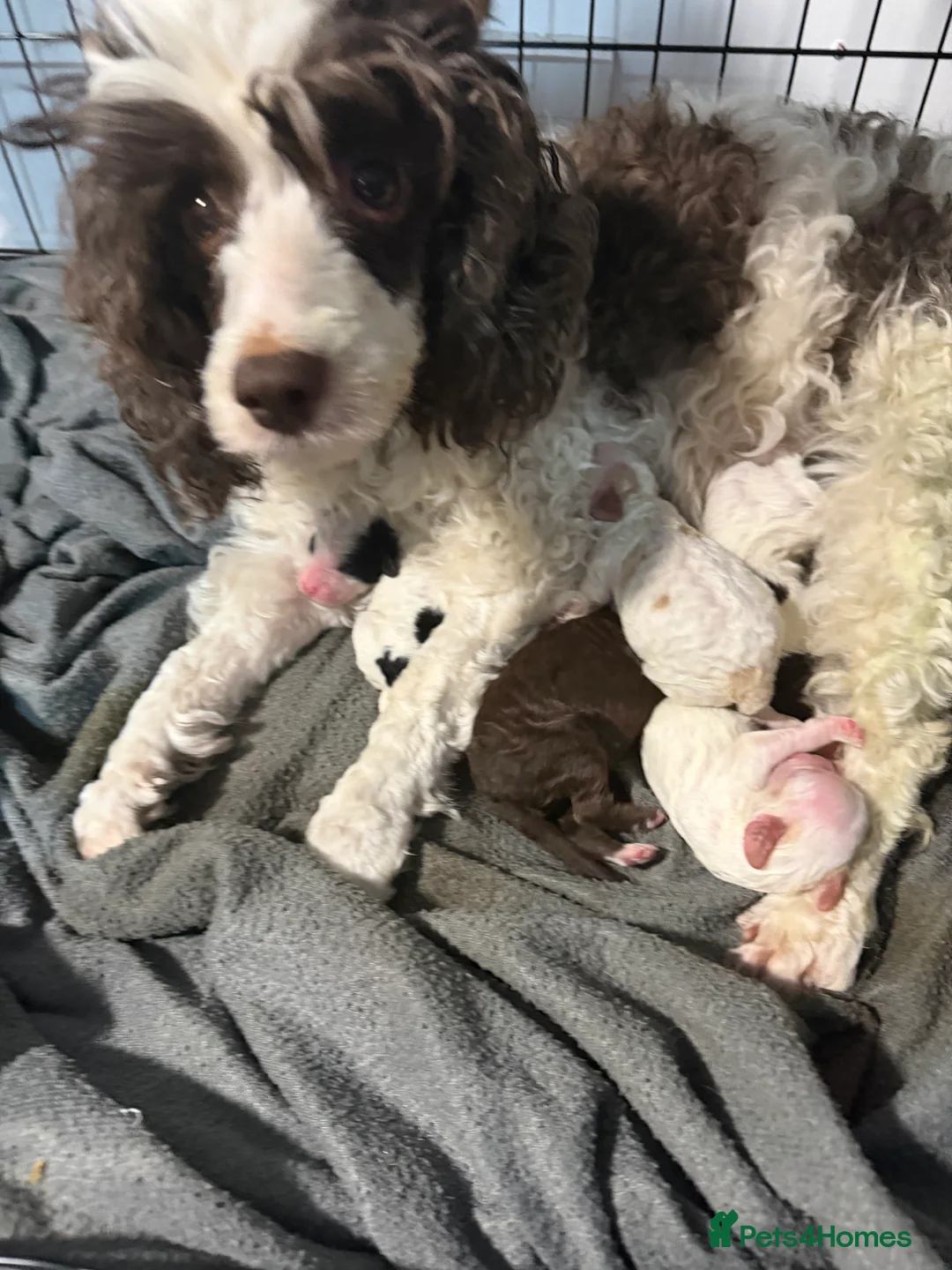 Cockapoo dogs for sale: Cokerpoos family bred beautiful coulors  - Advert 1