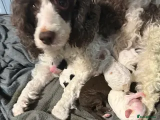 Cockapoo dogs Cokerpoos family bred beautiful coulors - Advert 1