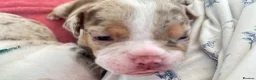 American Bully dogs for sale: Micro bully babies 🐶🩷💙 - Advert 9