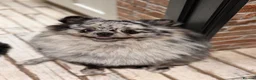 Pomeranian dogs for stud: Merle Pomeranian  in Colchester - Advert 5