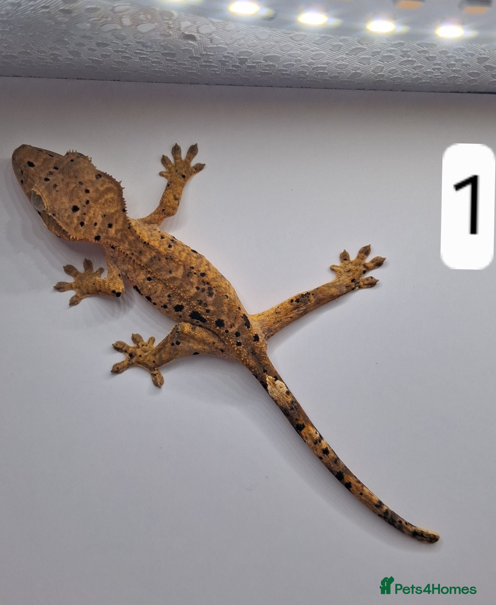 Gecko reptiles Crested and chahouas geckos - Advert 21