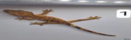 Gecko reptiles for sale: Crested and chahouas geckos - Advert 1