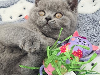 British Shorthair cats British Shorthair Kittens in Winchester - Advert 1
