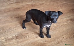 Mixed Breed dogs for sale: Italian greyhound x whippets  - Image 3