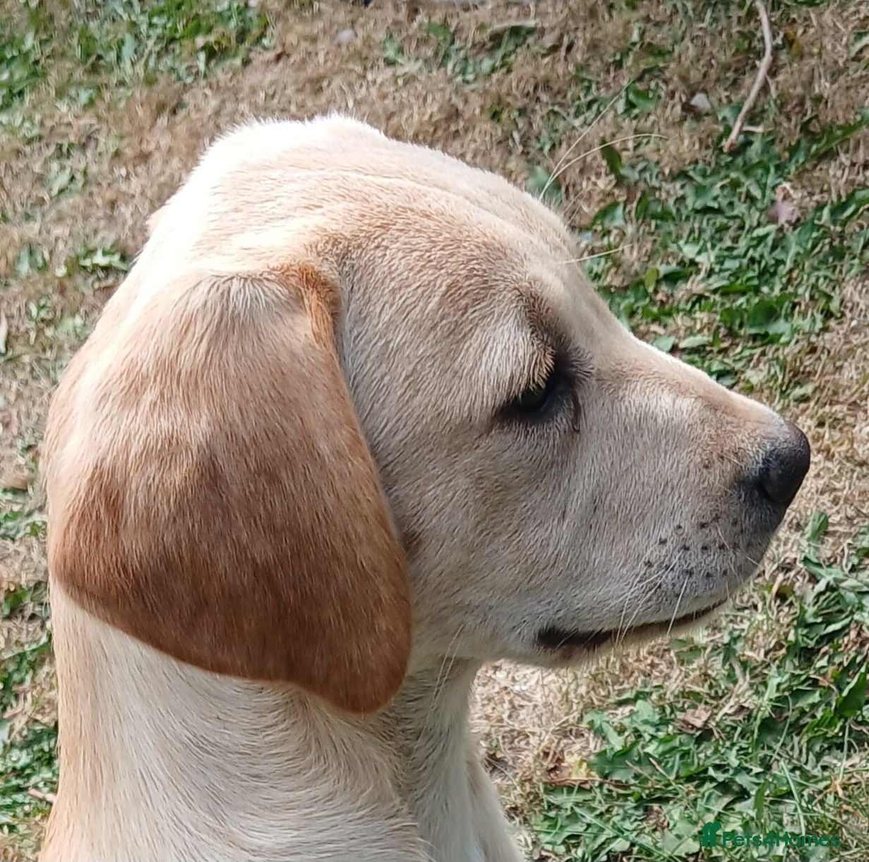 Labrador Retriever dogs Gorgeous yellow labrador puppies - Advert 2