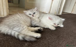 Persian cats for sale: Persian Chinchilla Kittens - Image 7