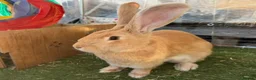 Mixed Breed rabbits for sale: Continental giants x French lop  - Advert 13