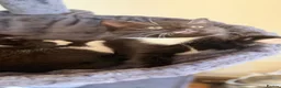 Mixed Breed cats for sale: Kittens  in London - Advert 18