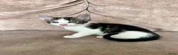 Mixed Breed cats for sale: Beautiful playful kittens - Advert 2