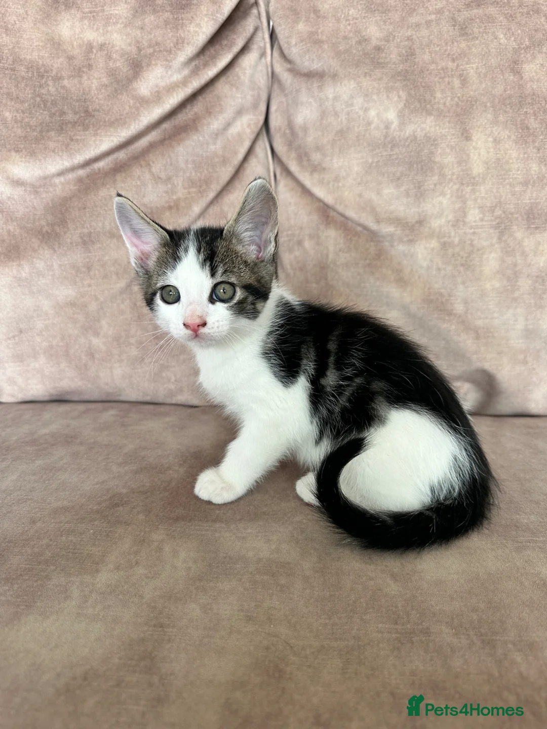 Mixed Breed cats for sale: Beautiful playful kittens - Advert 2