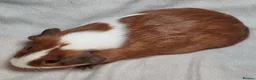 Guinea Pig rodents for sale: Adoption - Bonded Pair Boar(Boy) Guinea Pigs - Advert 7