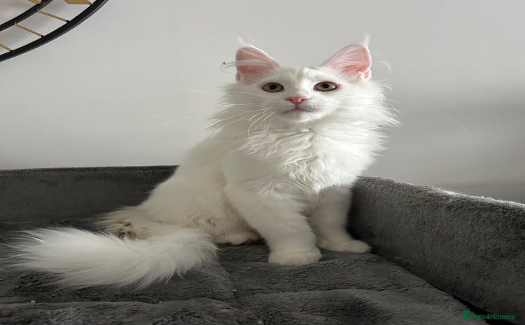 Maine Coon cats - Advert 14