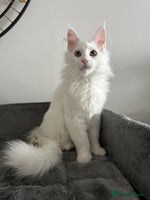 Maine Coon cats - Advert 2