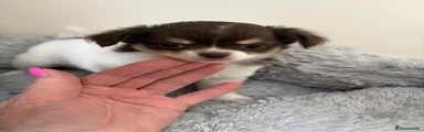 Chihuahua 4